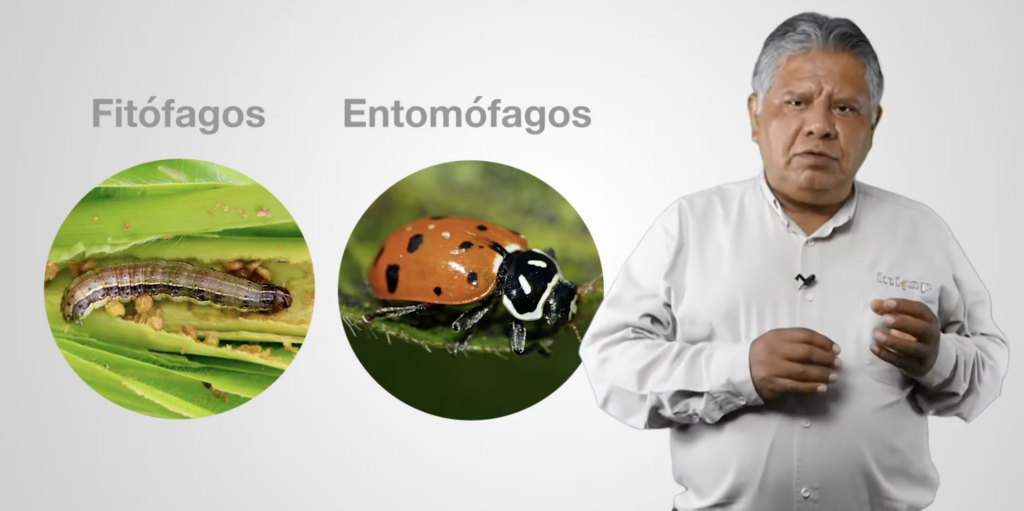 Fernando Bahena muestra la diferencia entre insectos que dañan las plantas, como el gusano cogollero (fitófago), y aquellos que ayudan a controlarlos, como la catarina (entomófago). (Foto: CIMMYT)